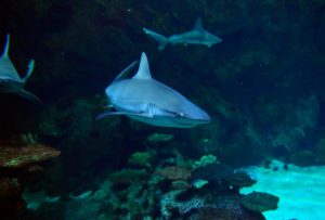 Shark Reef Mandalay Bay Las Vegas